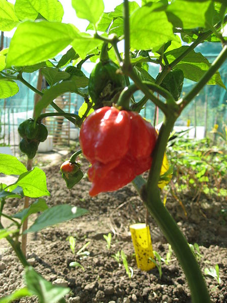 The Trinidad Scorpion Butch T chili pepper: the world's hottest chili pepper.